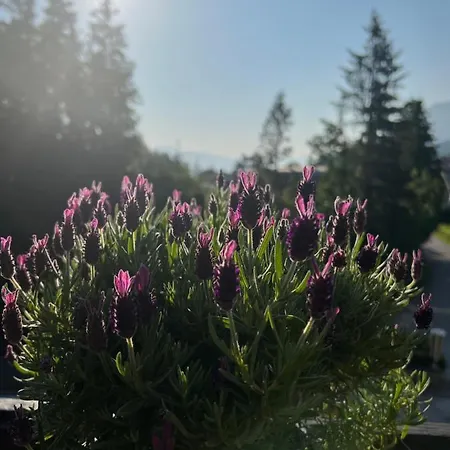 Wolfgangsee „bergliebe“